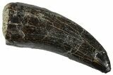 Serrated Tyrannosaur Tooth - Two Medicine Formation #263805-1